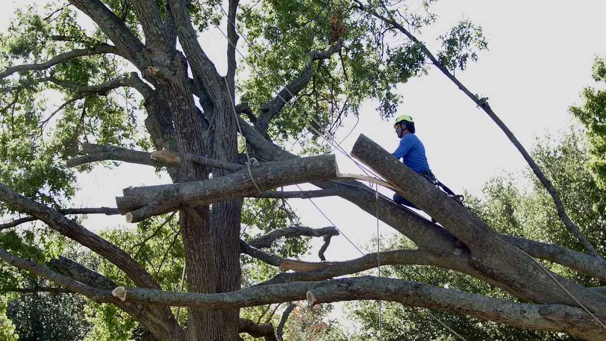 Professional Hazardous Tree Removal performed by certified arborists in Mott